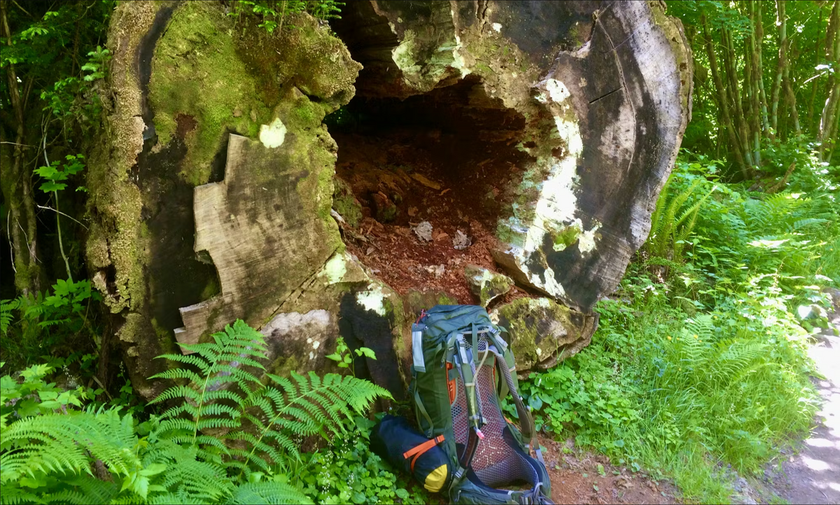 Loaded pack near a massive Olympic Rainforest tree.