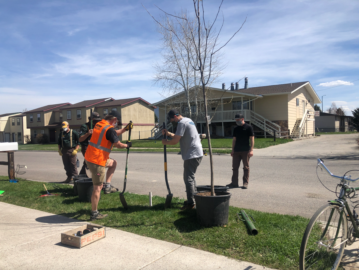 Planting trees in a neighborhood in Bozeman, Montana on Arbor Day 2021.