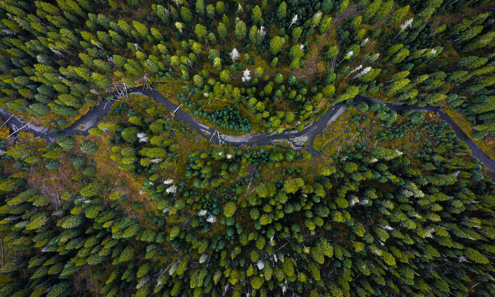 Aerial view of a dense forest with winding river.