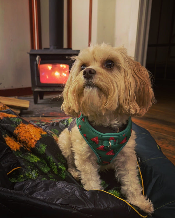 Dewey