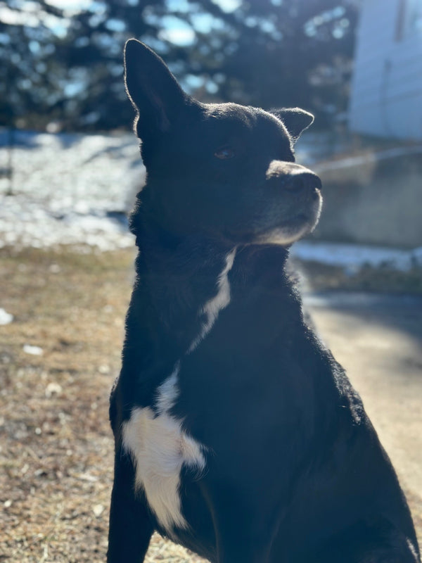 Echo