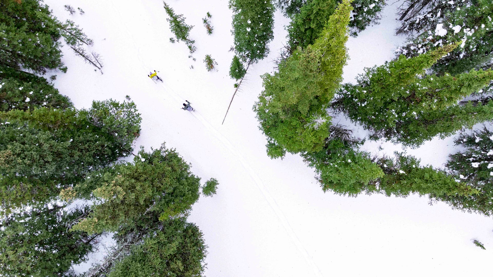 Aerial view of a snowy landscape with trees and people snowshoeing.