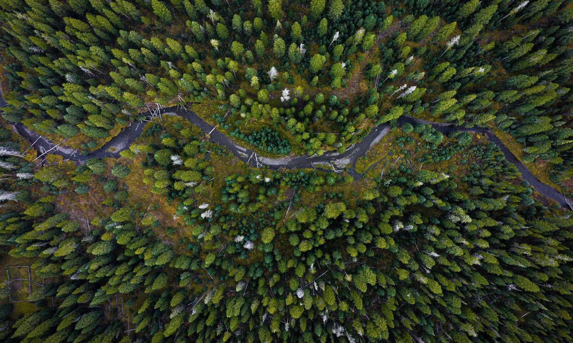 Aerial view of a river winding through a forest.