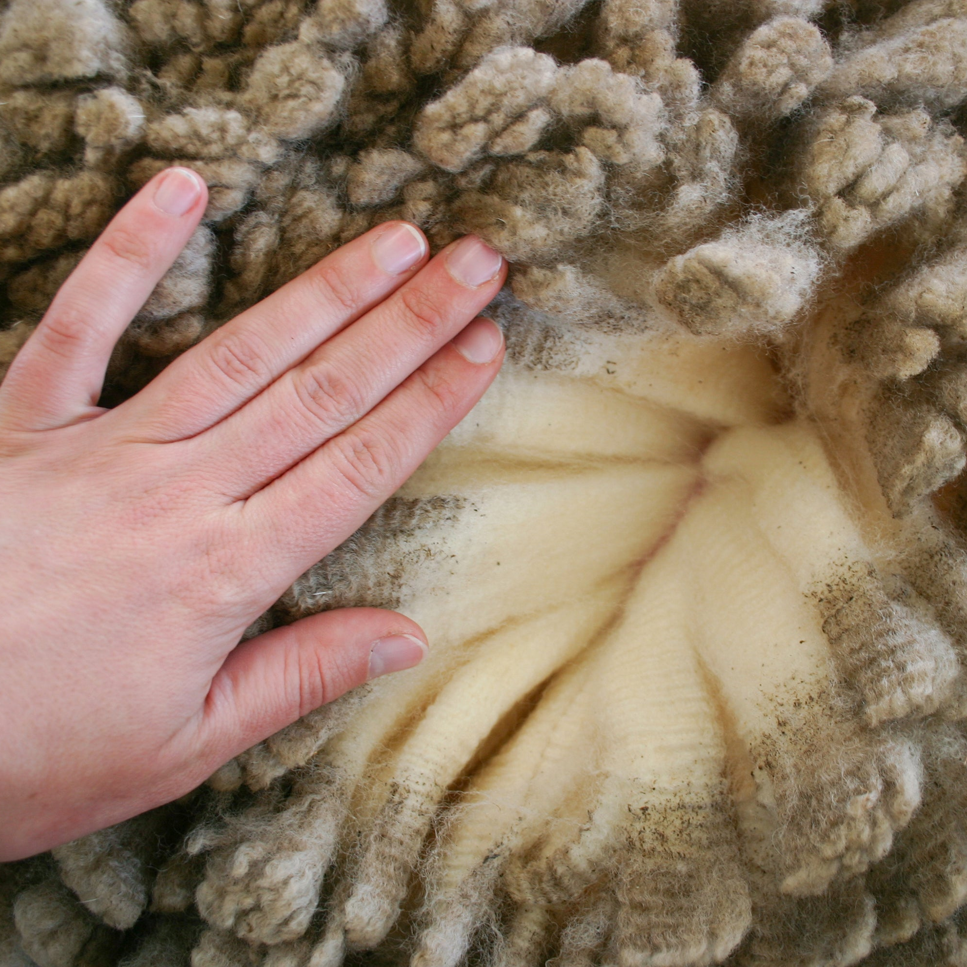 Hand touching the textured surface of a sheep's wool
