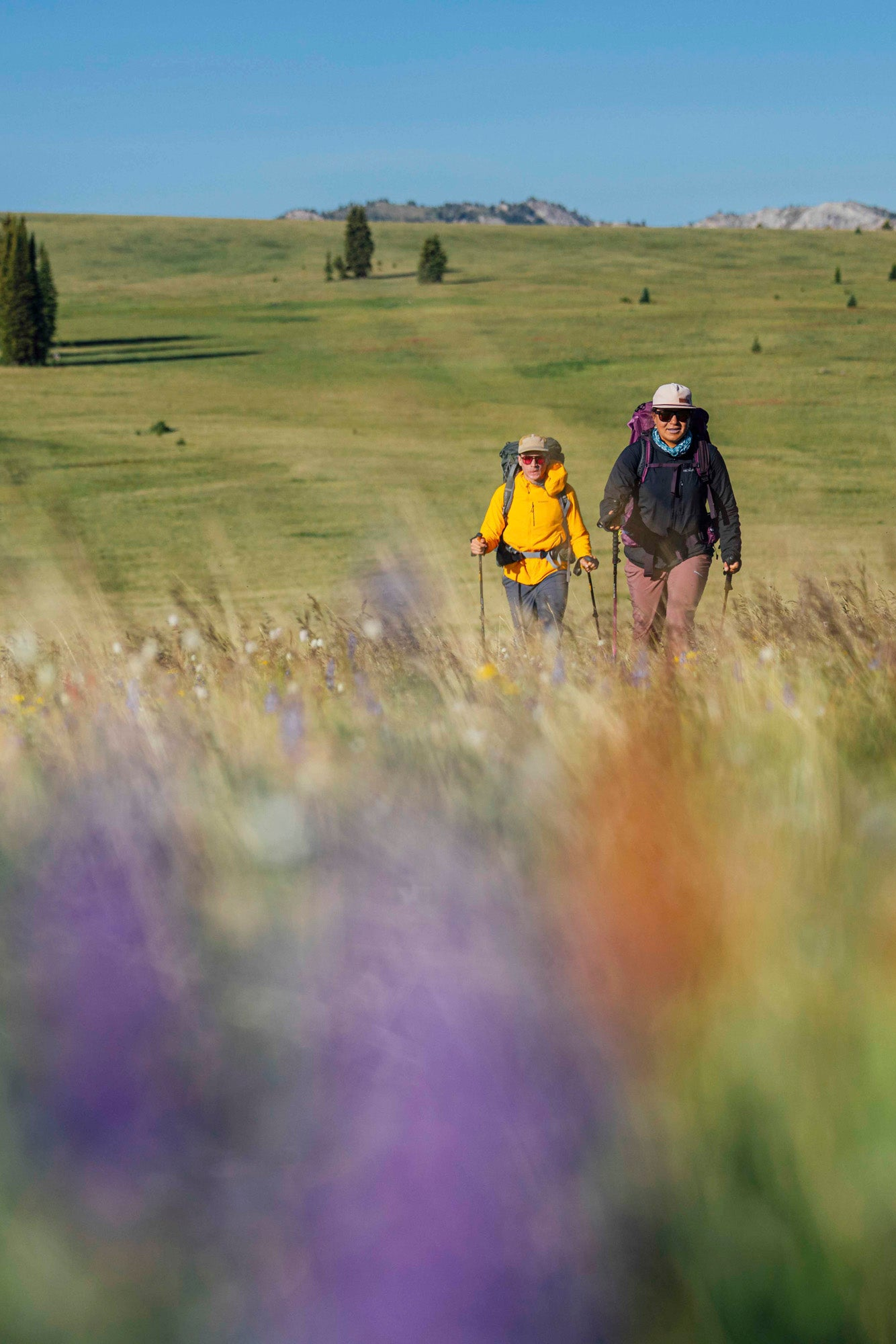 Two hikers walking through a grassy field with wildflowers, mountains in the background.