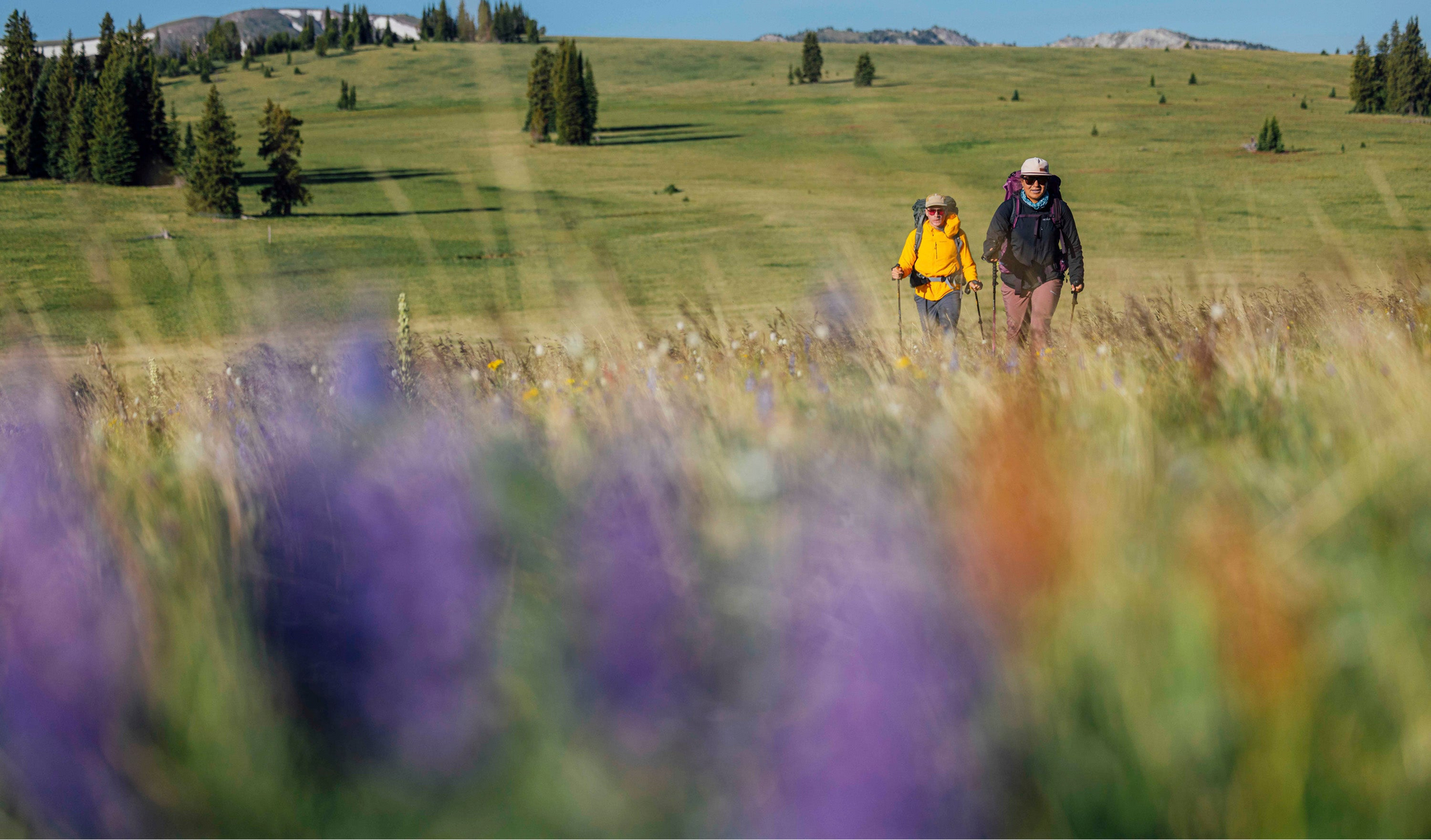 Two hikers walking through a field of wildflowers with a scenic landscape in the background.