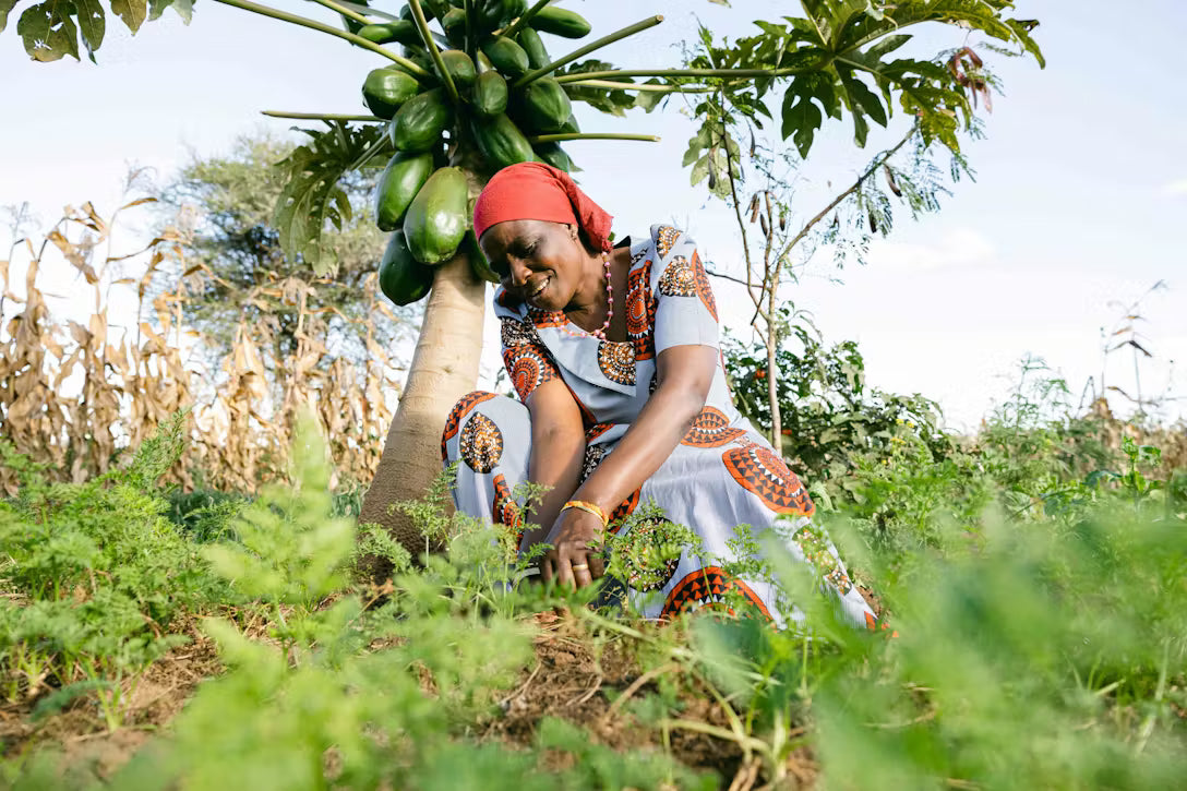 Woman planting a papaya tree in a field for Trees for the Future.