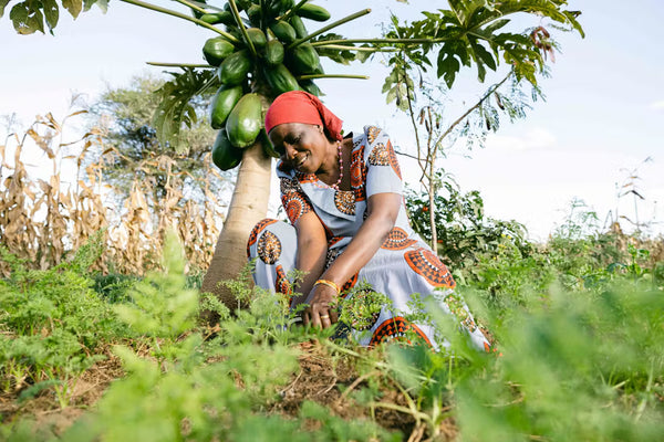 Over 7 Million Trees Planted and Counting