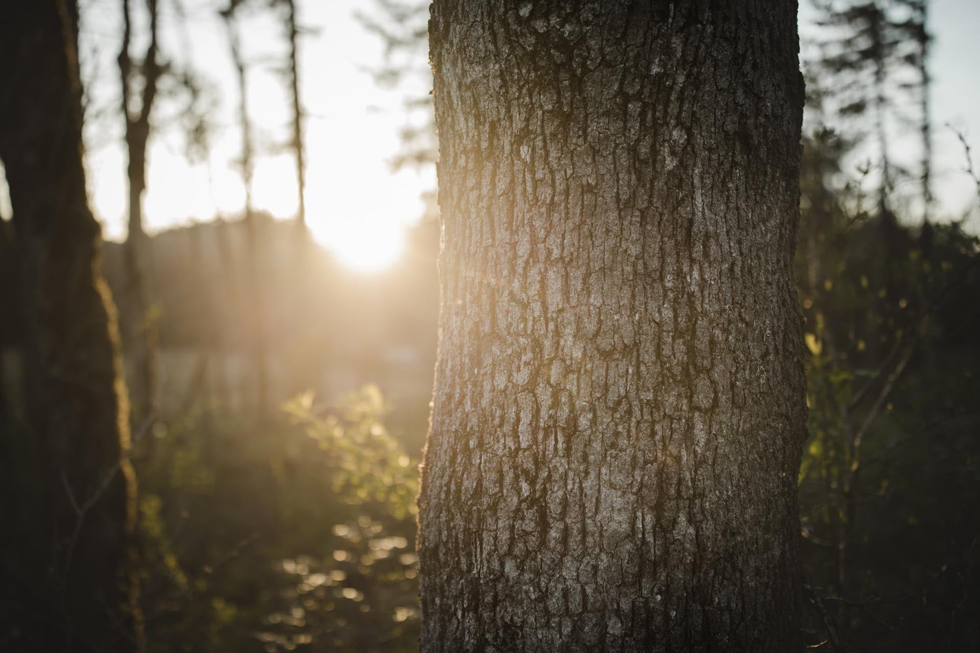 The sun lights up the base of a pine tree in a forest.