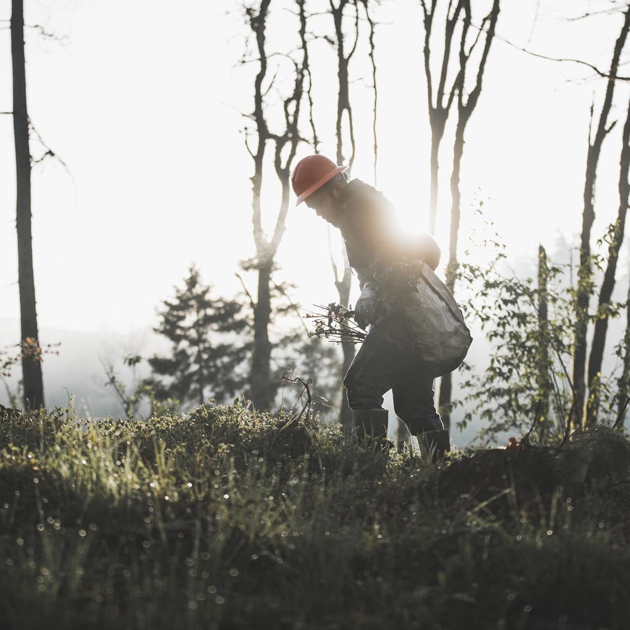 Person in a forest wearing a hard hat and carrying a bag with tree saplings.