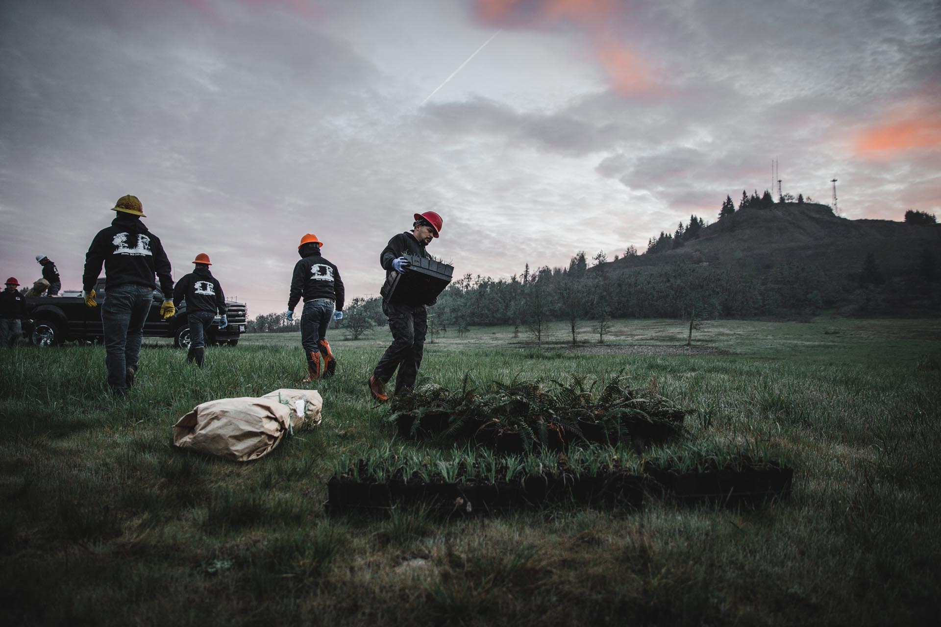 A group of people offload boxes of tree saplings out of their trucks.