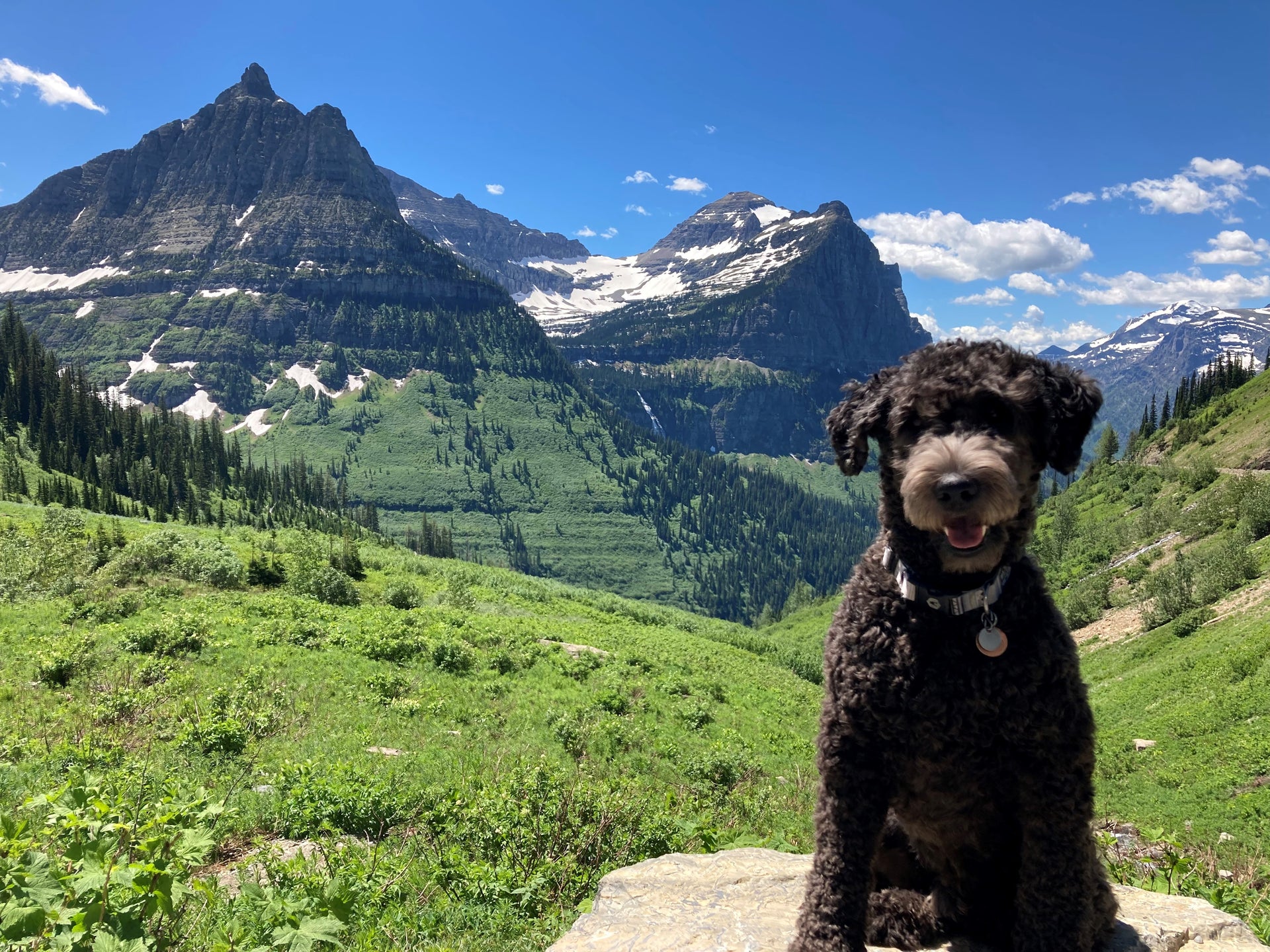 Dog sitting on a rock with mountains and greenery in the background